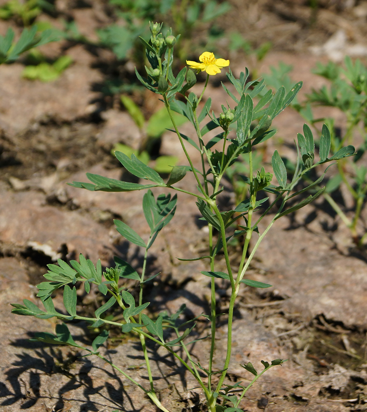 Image of Potentilla semiglabra specimen.