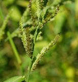 Echinochloa crus-galli. Нижняя часть соцветия. Восточный Казахстан, г. Усть-Каменогорск, правый берег р. Иртыш, высыхающая часть заболоченного луга. 24.07.2017.