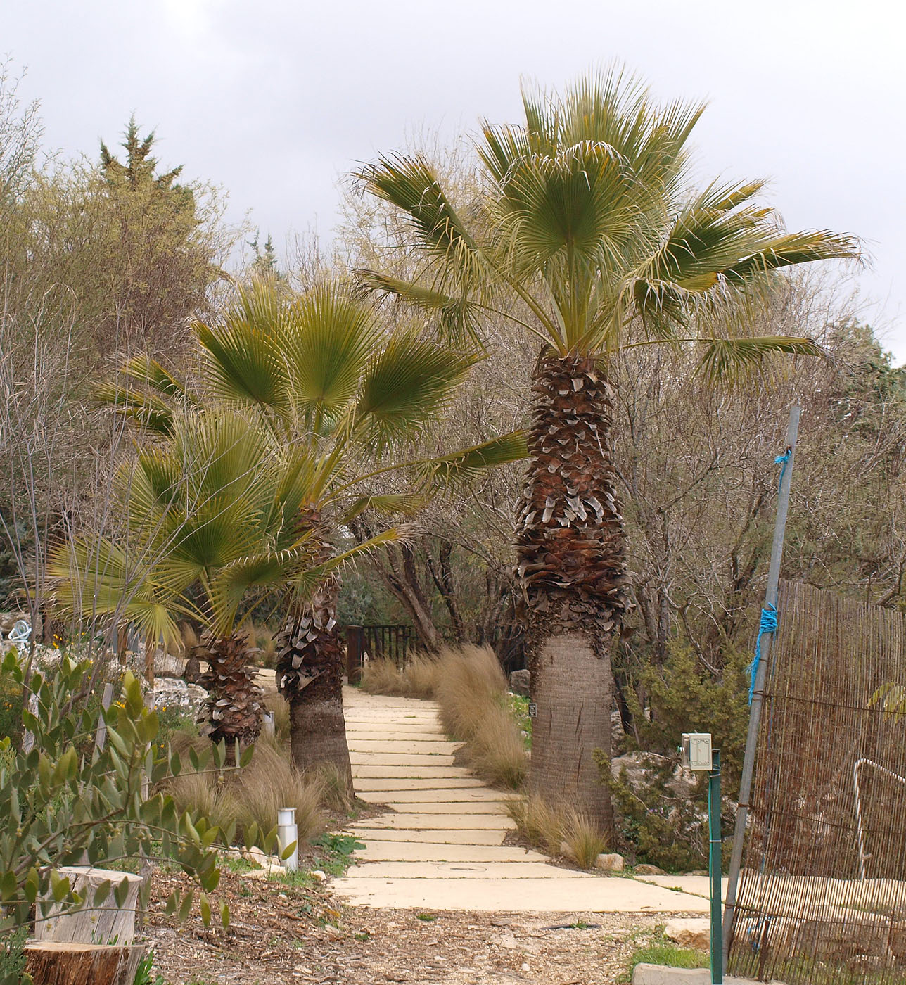 Image of Washingtonia filifera specimen.