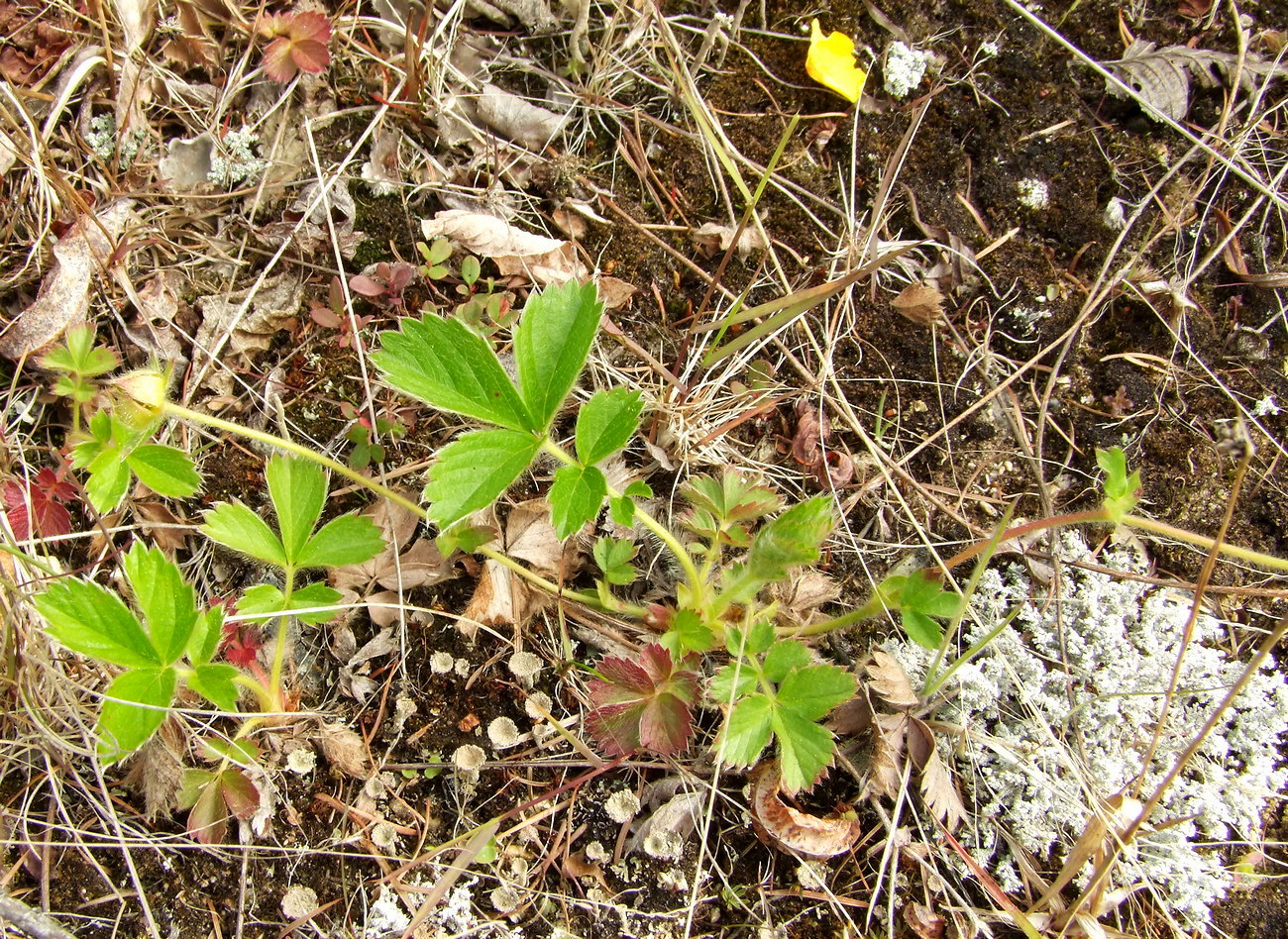 Image of Potentilla stolonifera specimen.