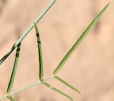 Astragalus marguzaricus