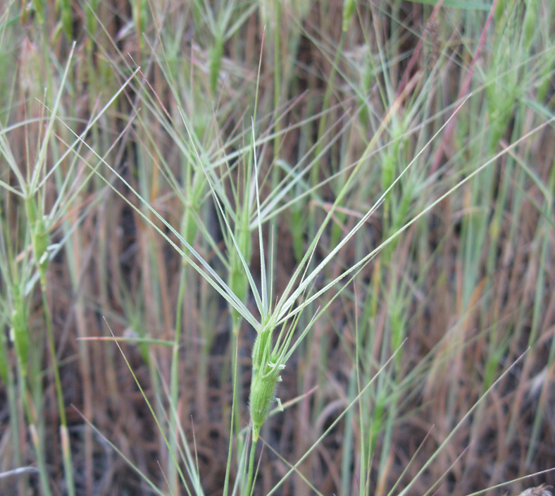 Изображение особи Aegilops ovata.