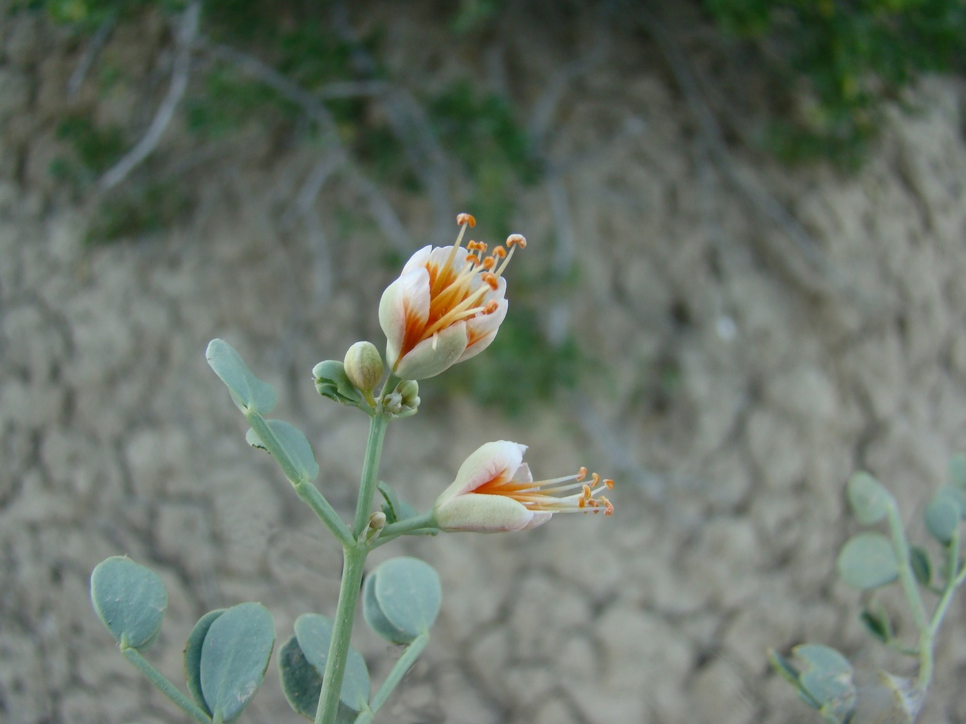 Image of Zygophyllum miniatum specimen.