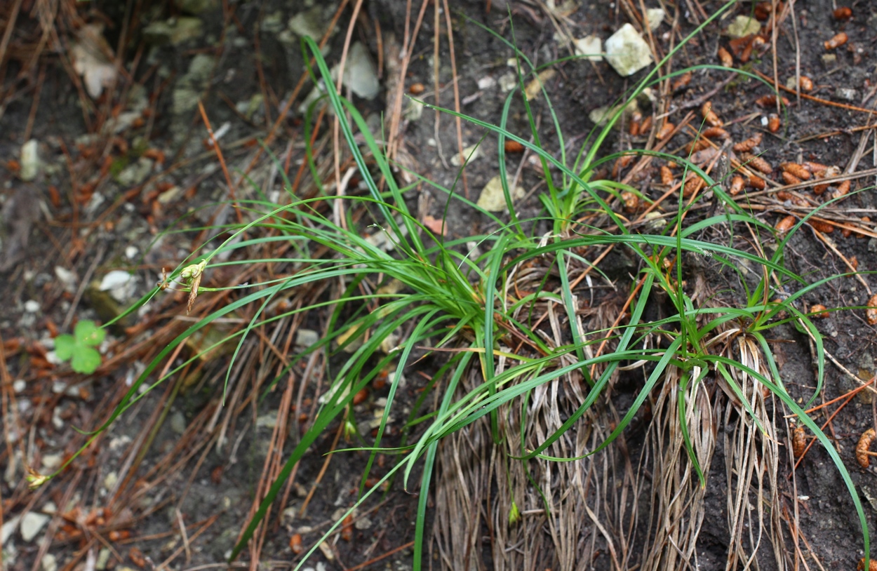 Image of Carex schkuhrii specimen.