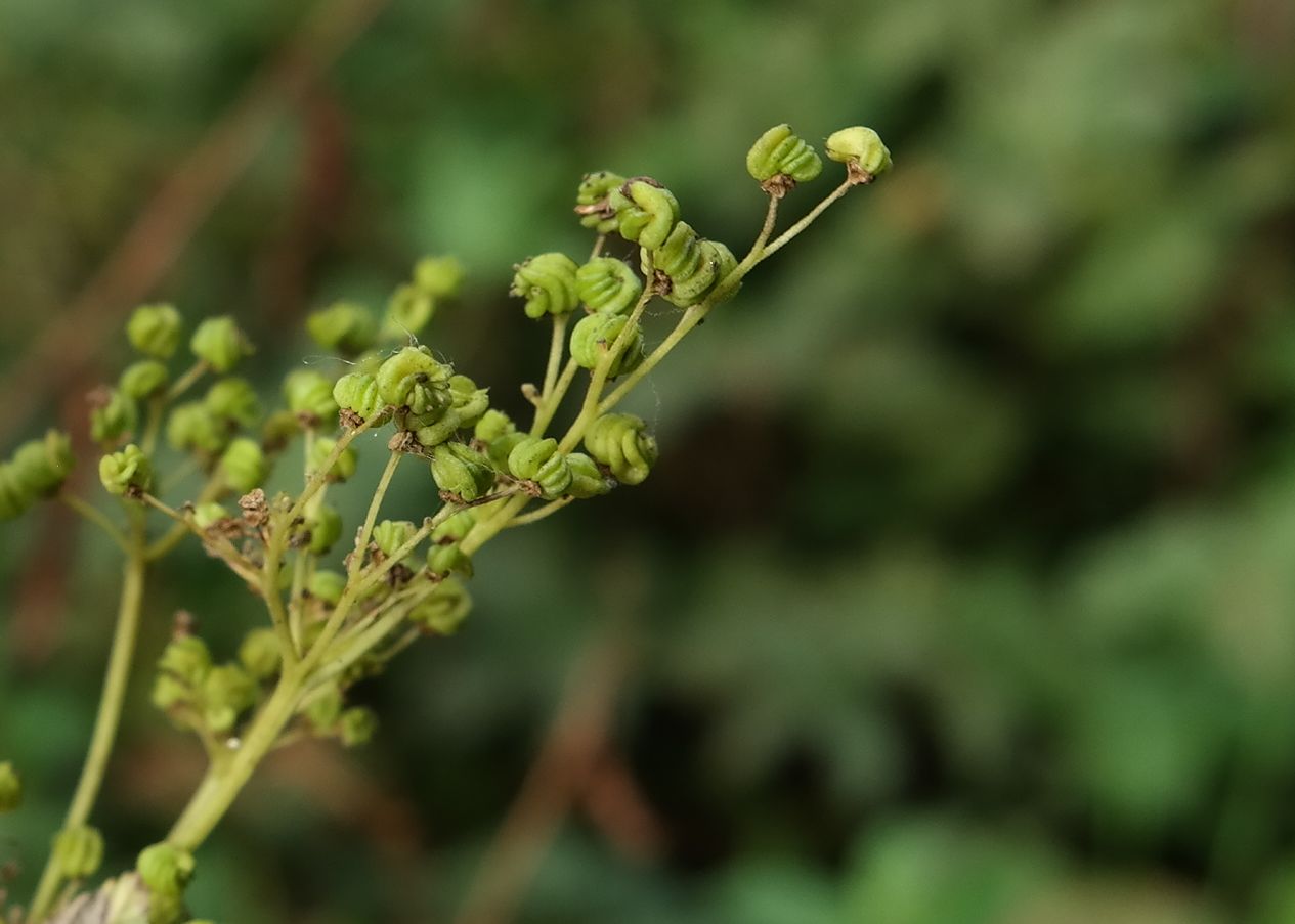 Изображение особи Filipendula ulmaria.