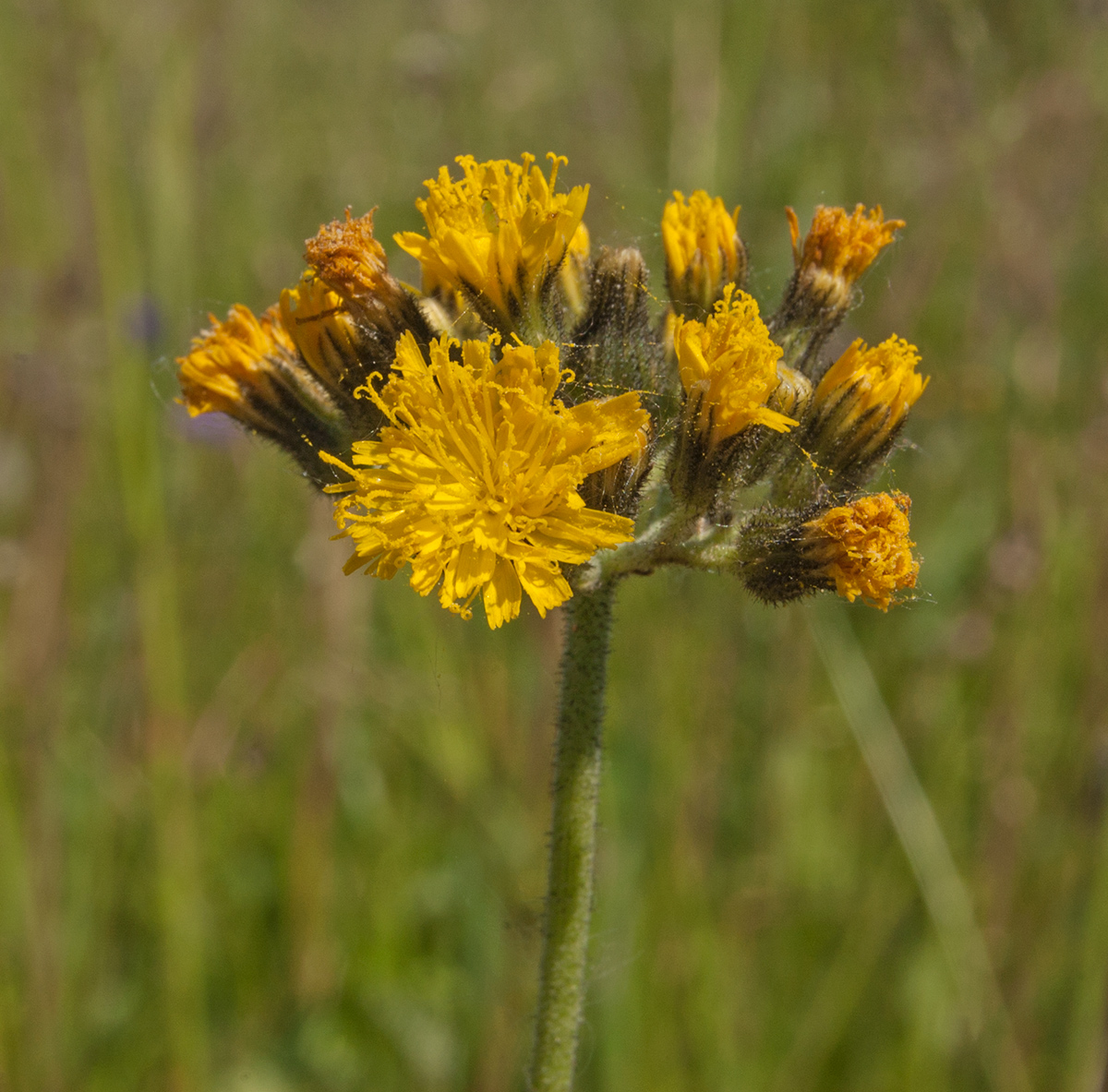 Image of Pilosella cymosa specimen.