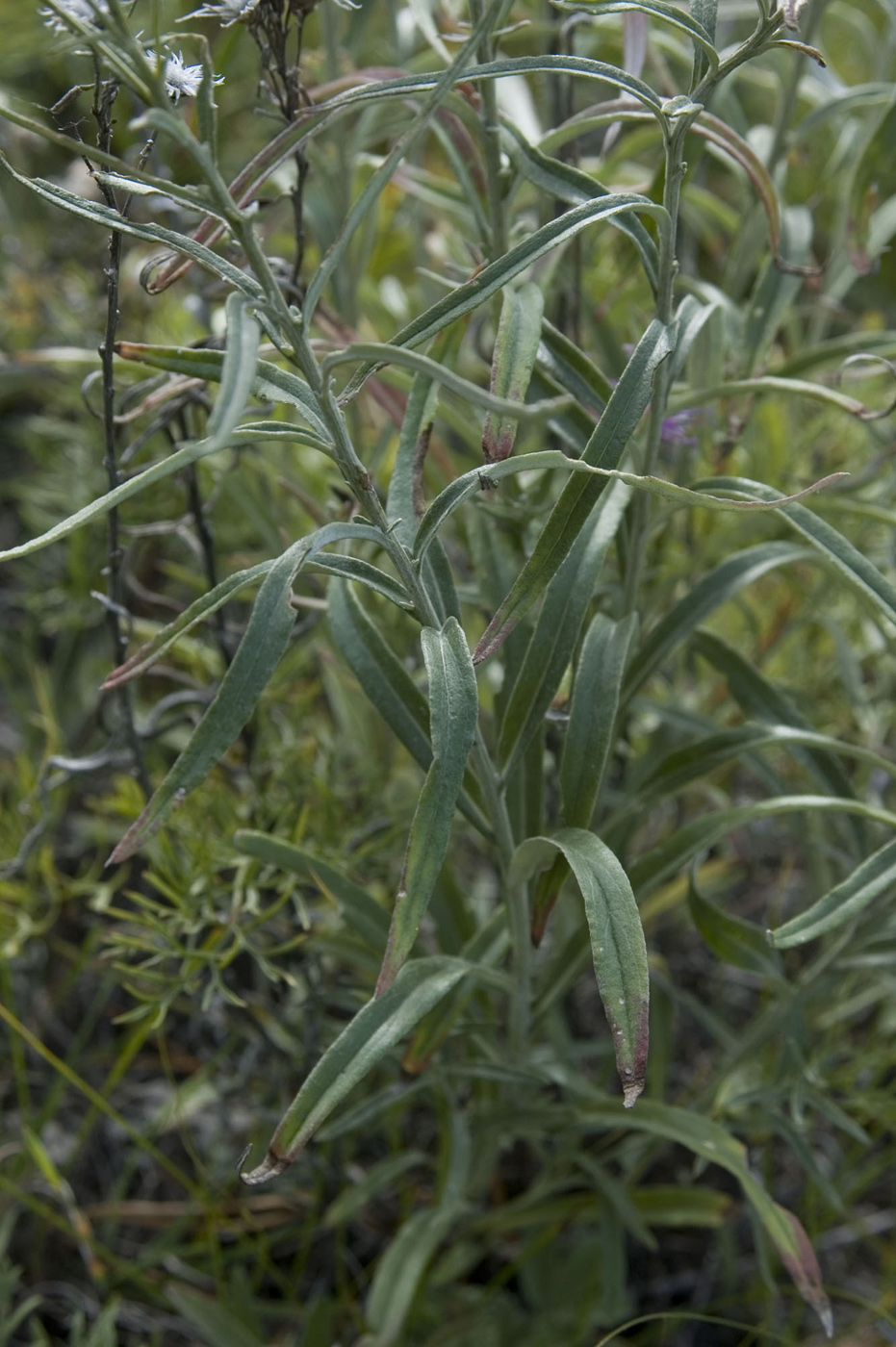 Image of Saussurea salicifolia specimen.