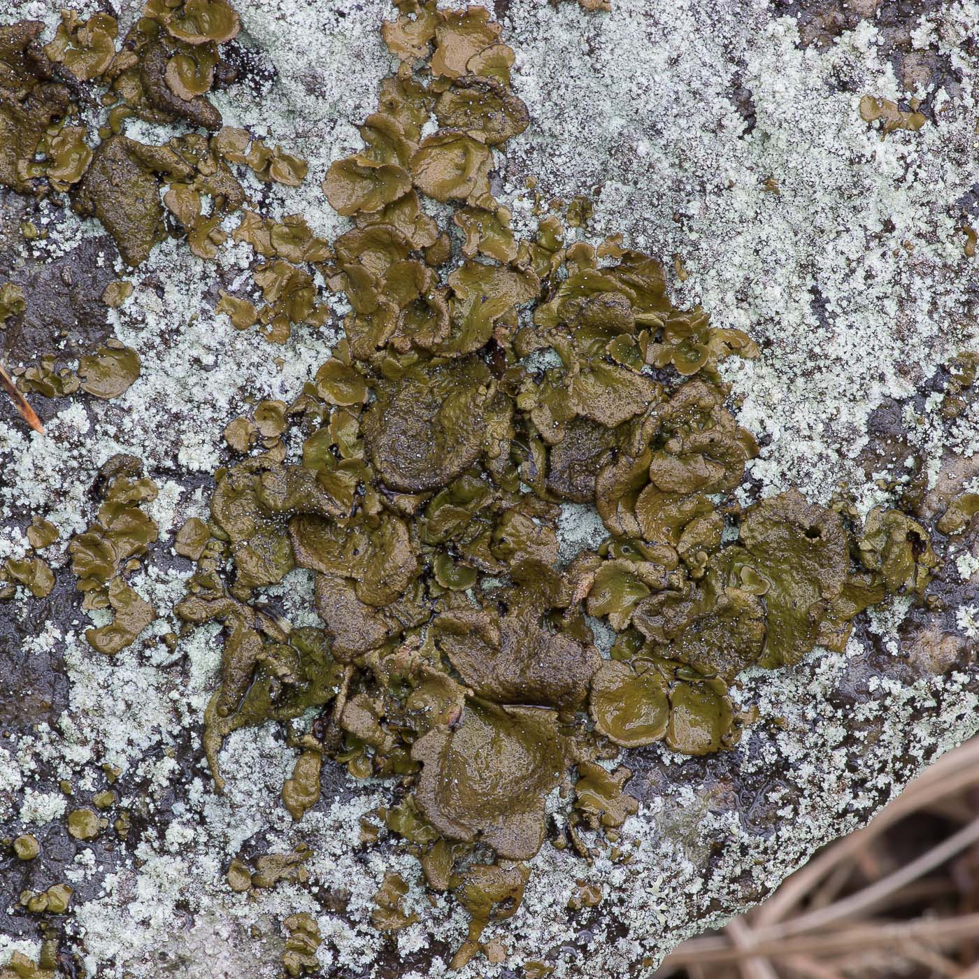 Image of Umbilicaria deusta specimen.