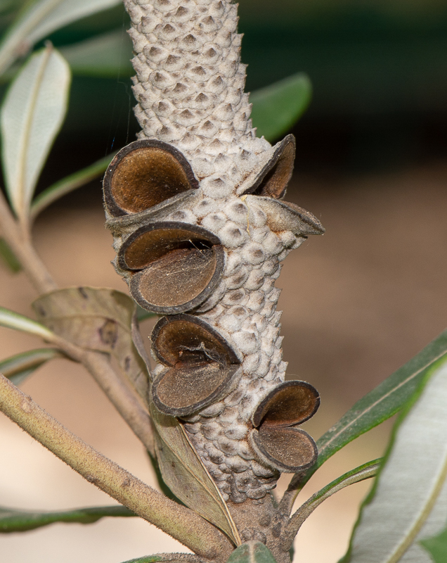 Image of Banksia integrifolia specimen.