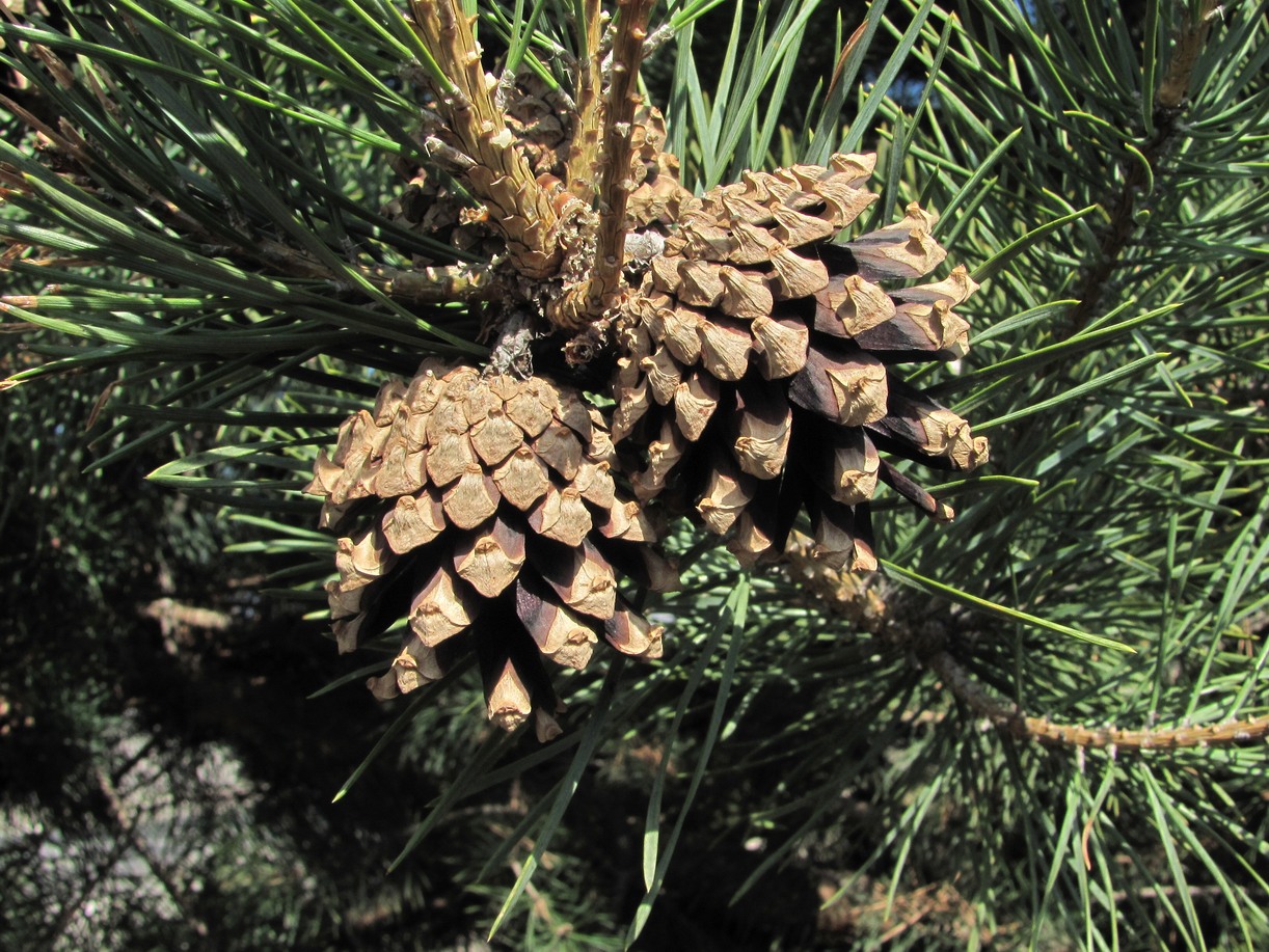 Изображение особи Pinus sylvestris ssp. hamata.