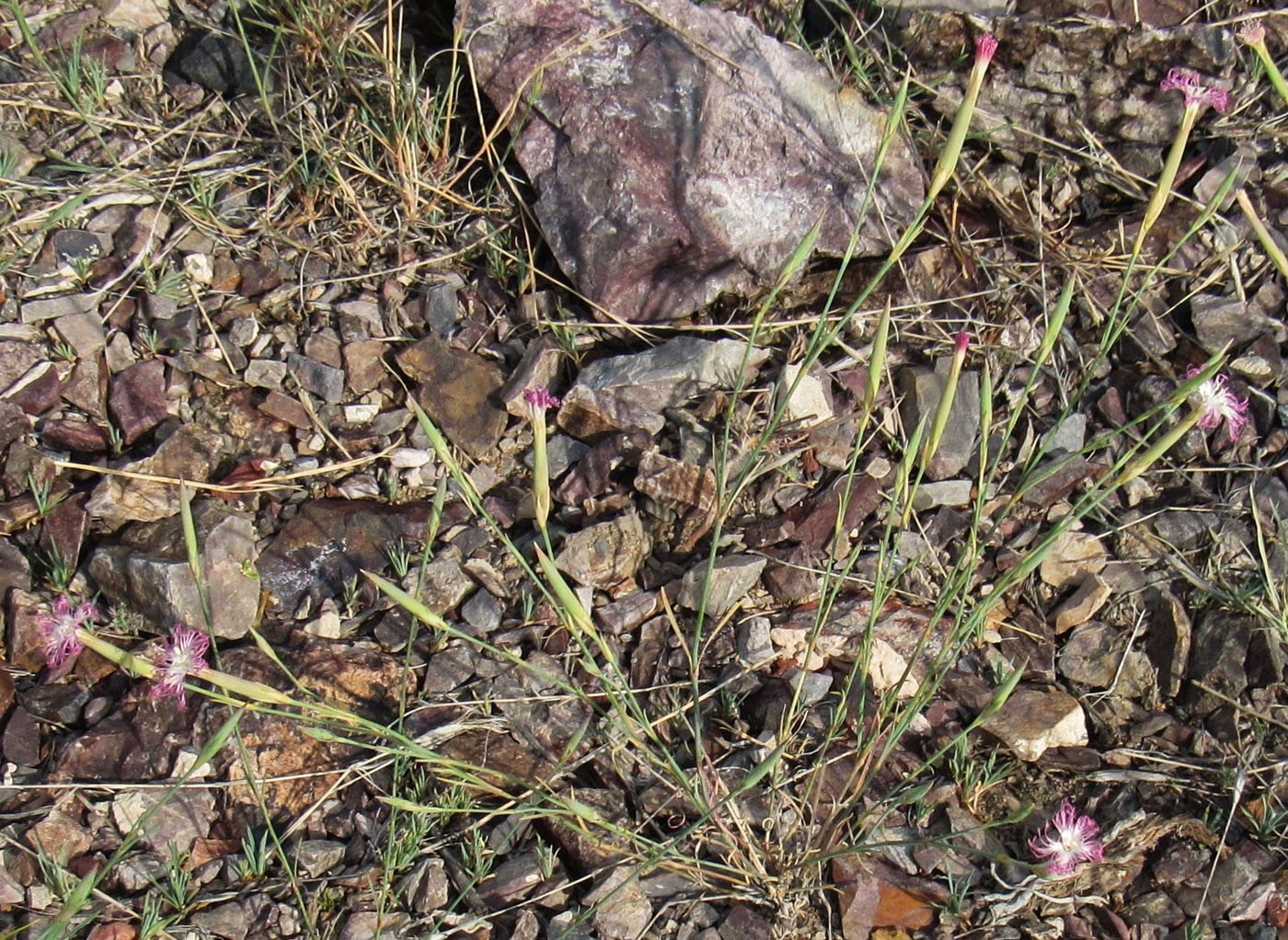 Image of Dianthus tetralepis specimen.