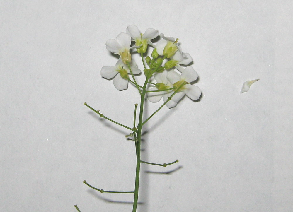 Изображение особи Arabidopsis arenosa.