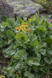 Senecio taraxacifolius