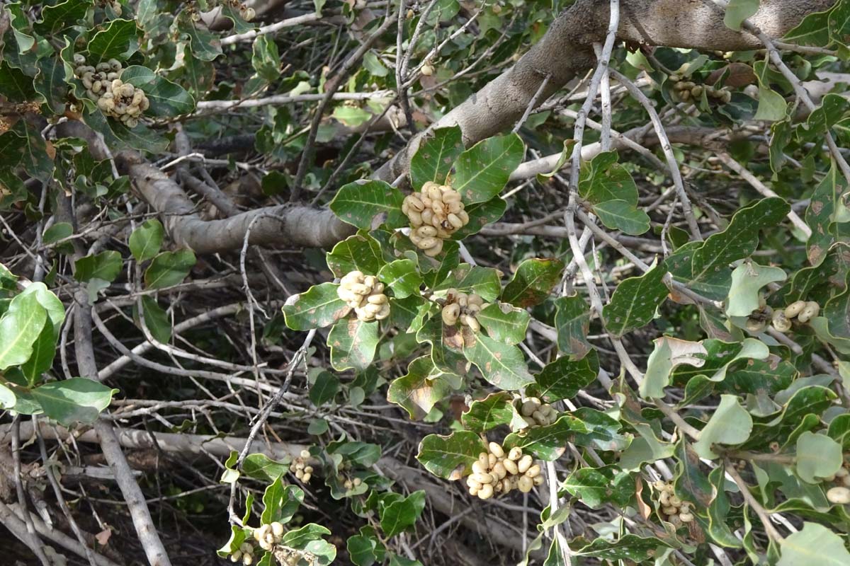 Image of Lithraea caustica specimen.