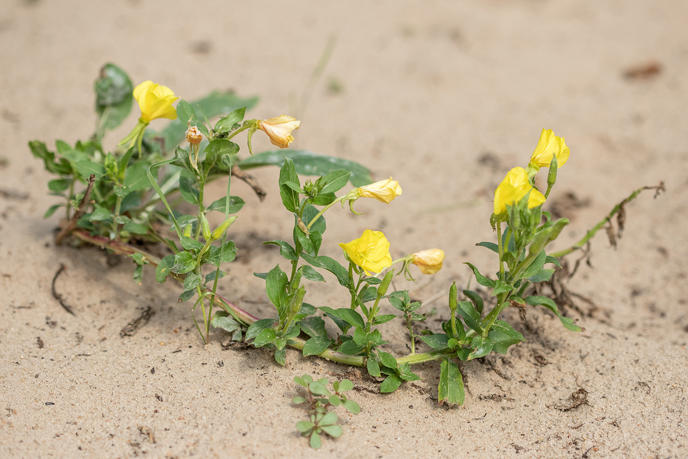 Изображение особи Oenothera biennis.