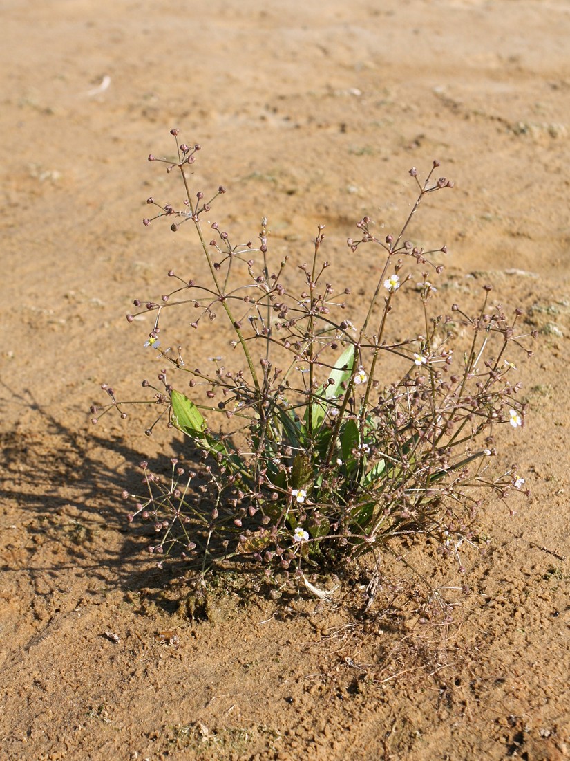 Image of Alisma gramineum specimen.