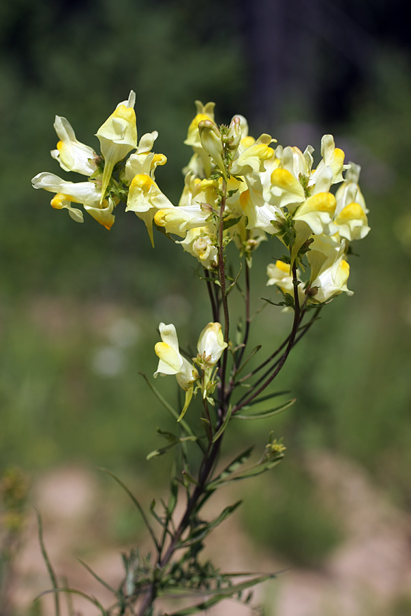 Image of Linaria vulgaris specimen.