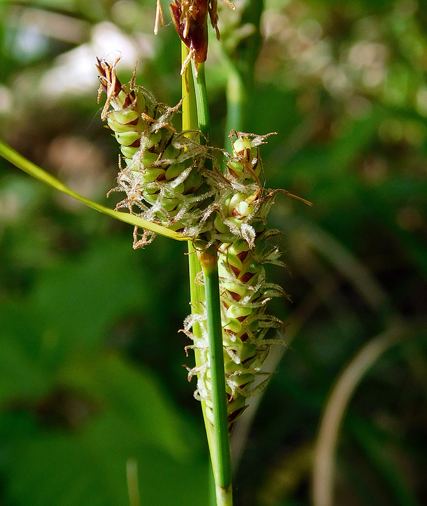 Image of Carex cuspidata specimen.