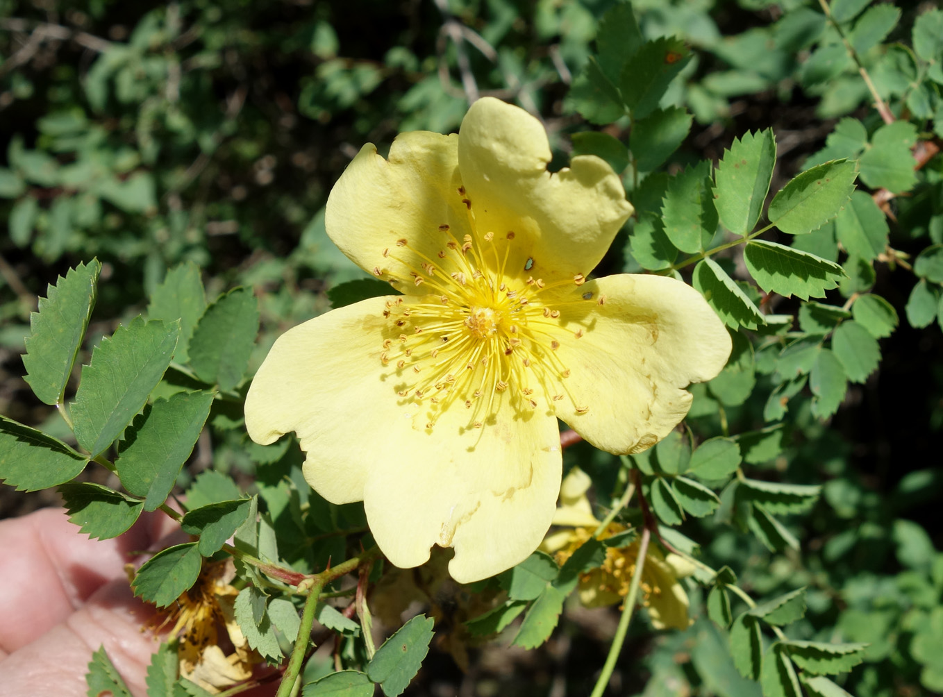 Image of Rosa platyacantha specimen.