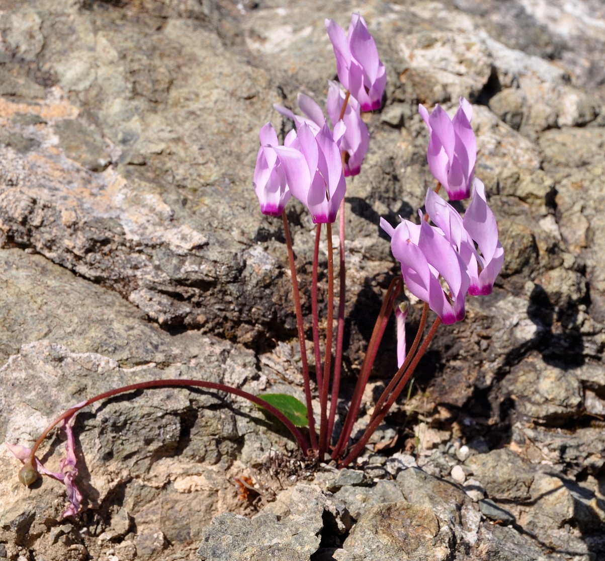 Image of Cyclamen persicum specimen.