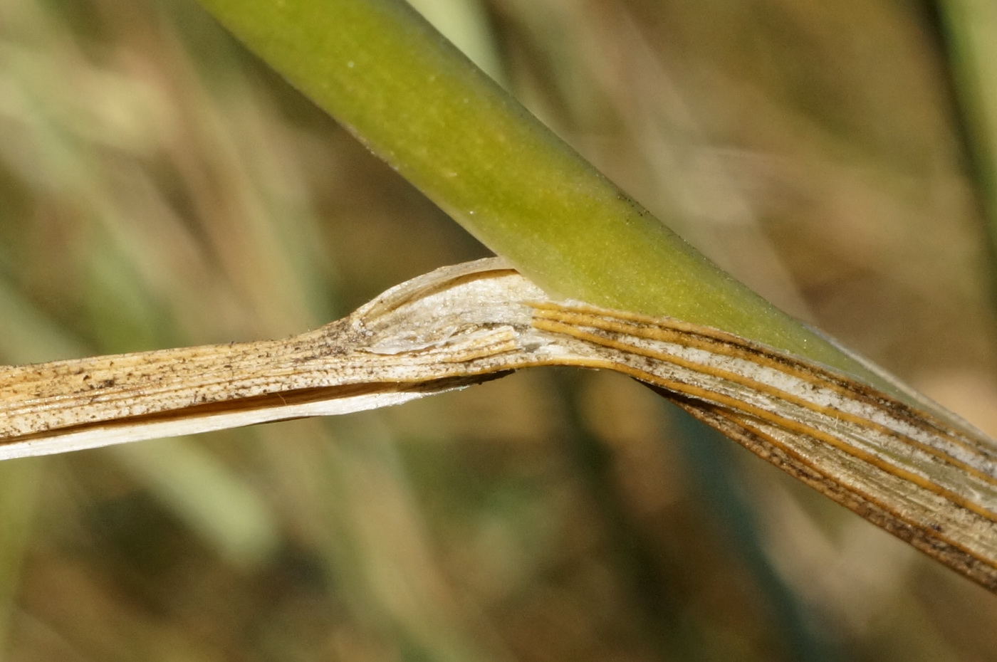 Image of Allium vineale specimen.