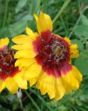 Gaillardia × grandiflora