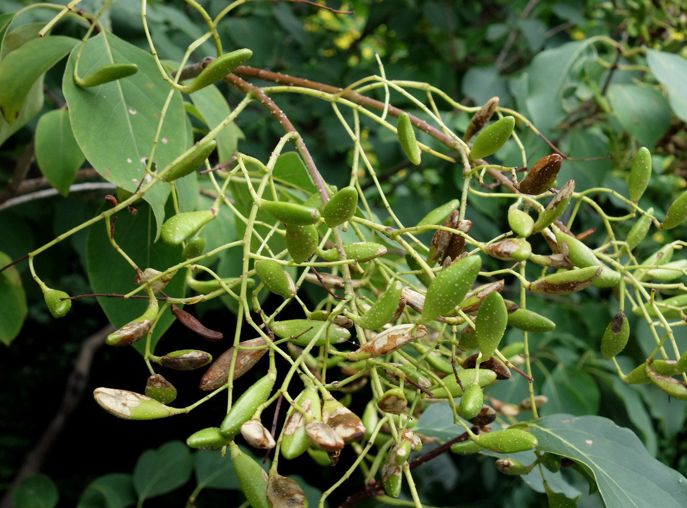 Image of Syringa amurensis specimen.