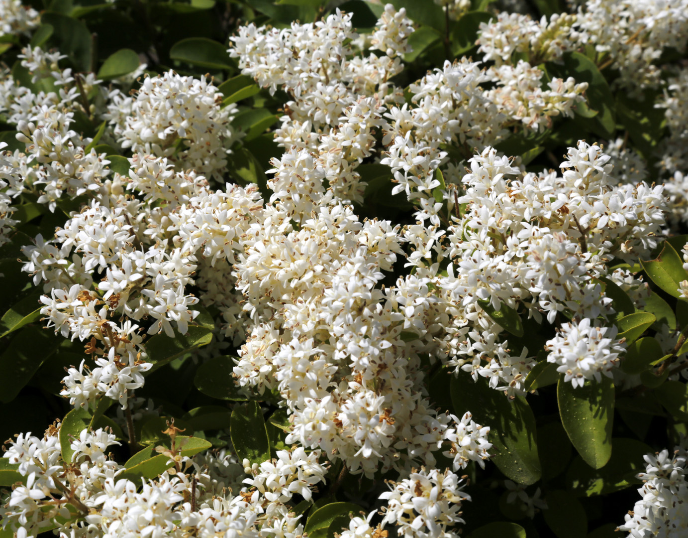 Image of Ligustrum vulgare specimen.