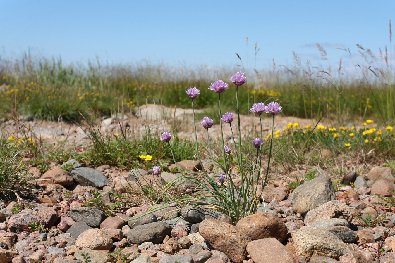 Изображение особи Allium schoenoprasum.