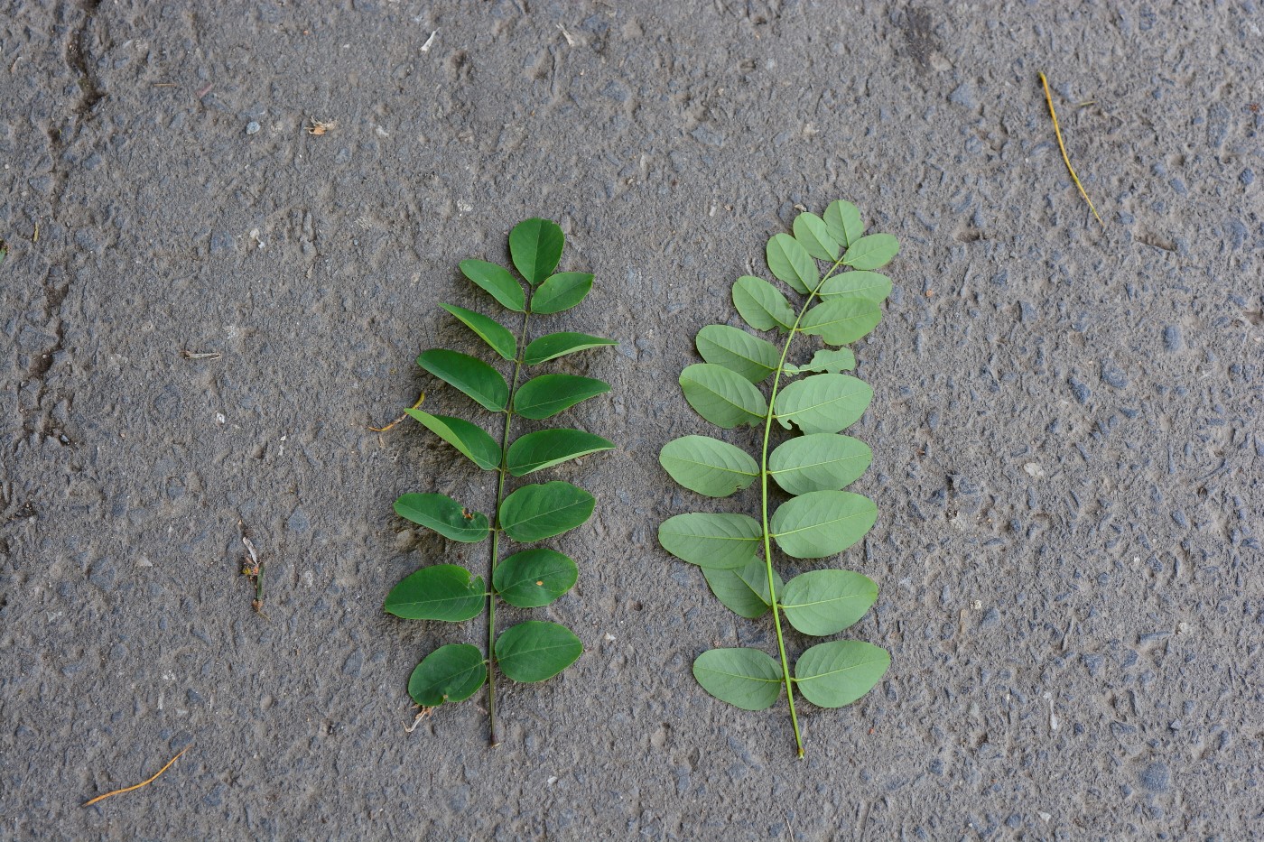 Изображение особи Robinia pseudoacacia.