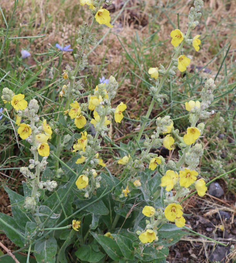 Image of genus Verbascum specimen.