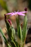 Dianthus armeria. Соцветие. Краснодарский край, Лазаревский р-н, мкр-н Дагомыс, гора Успенка, поляна. 31.07.2020.