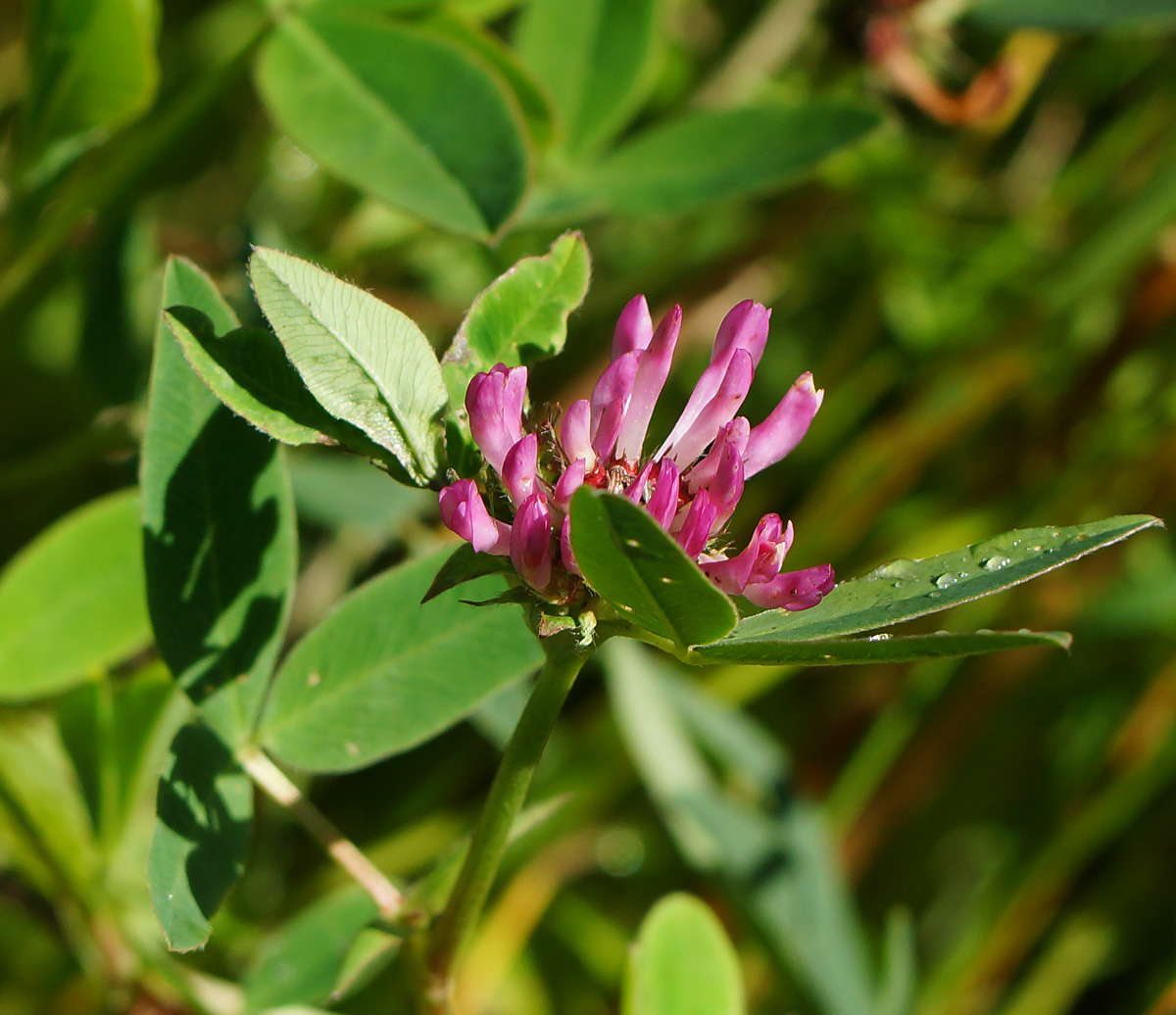 Image of Trifolium medium specimen.