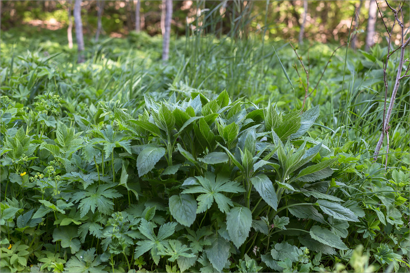 Image of Campanula latifolia specimen.