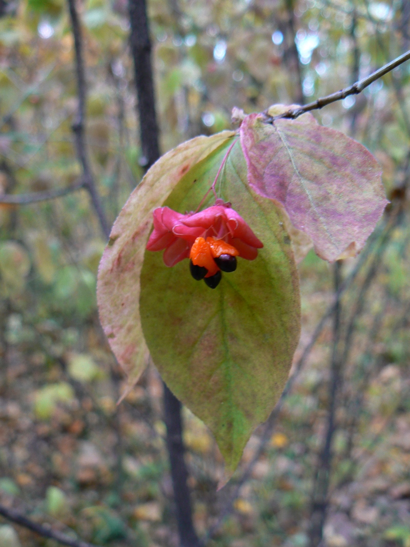 Изображение особи Euonymus pauciflorus.