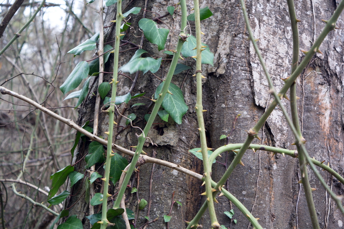 Изображение особи Smilax excelsa.