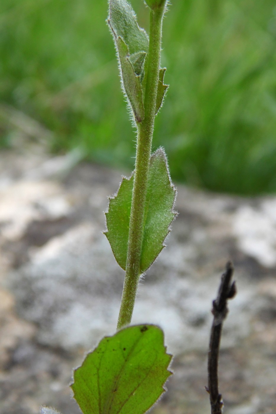 Image of Draba nemorosa specimen.