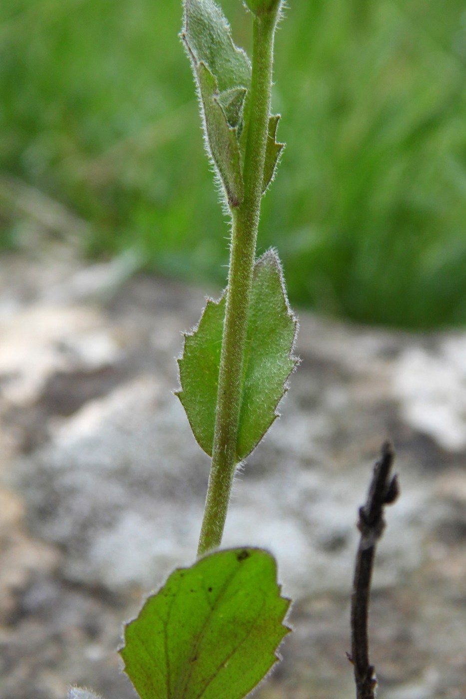 Изображение особи Draba nemorosa.