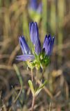 Gentiana olivieri