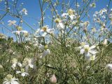 Clematis songorica