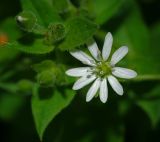 Myosoton aquaticum