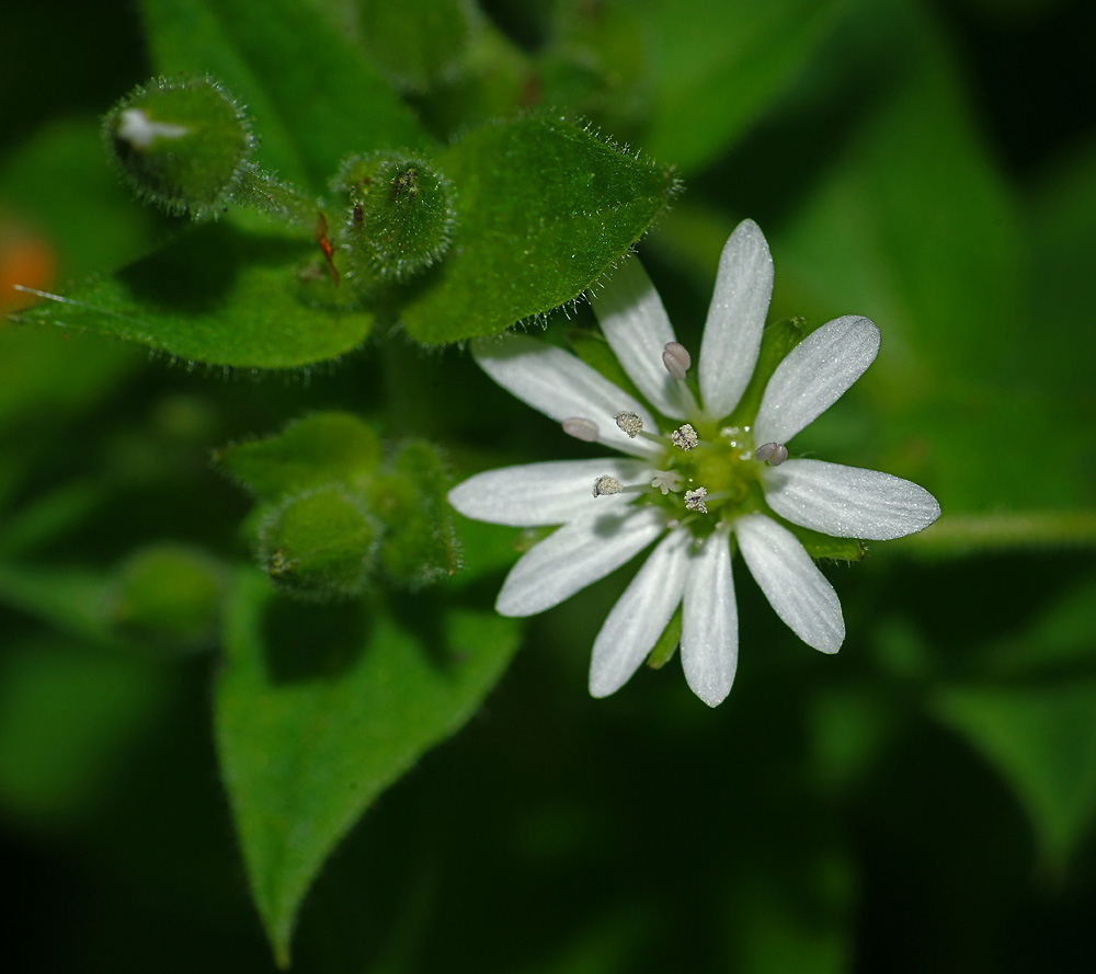 Изображение особи Myosoton aquaticum.