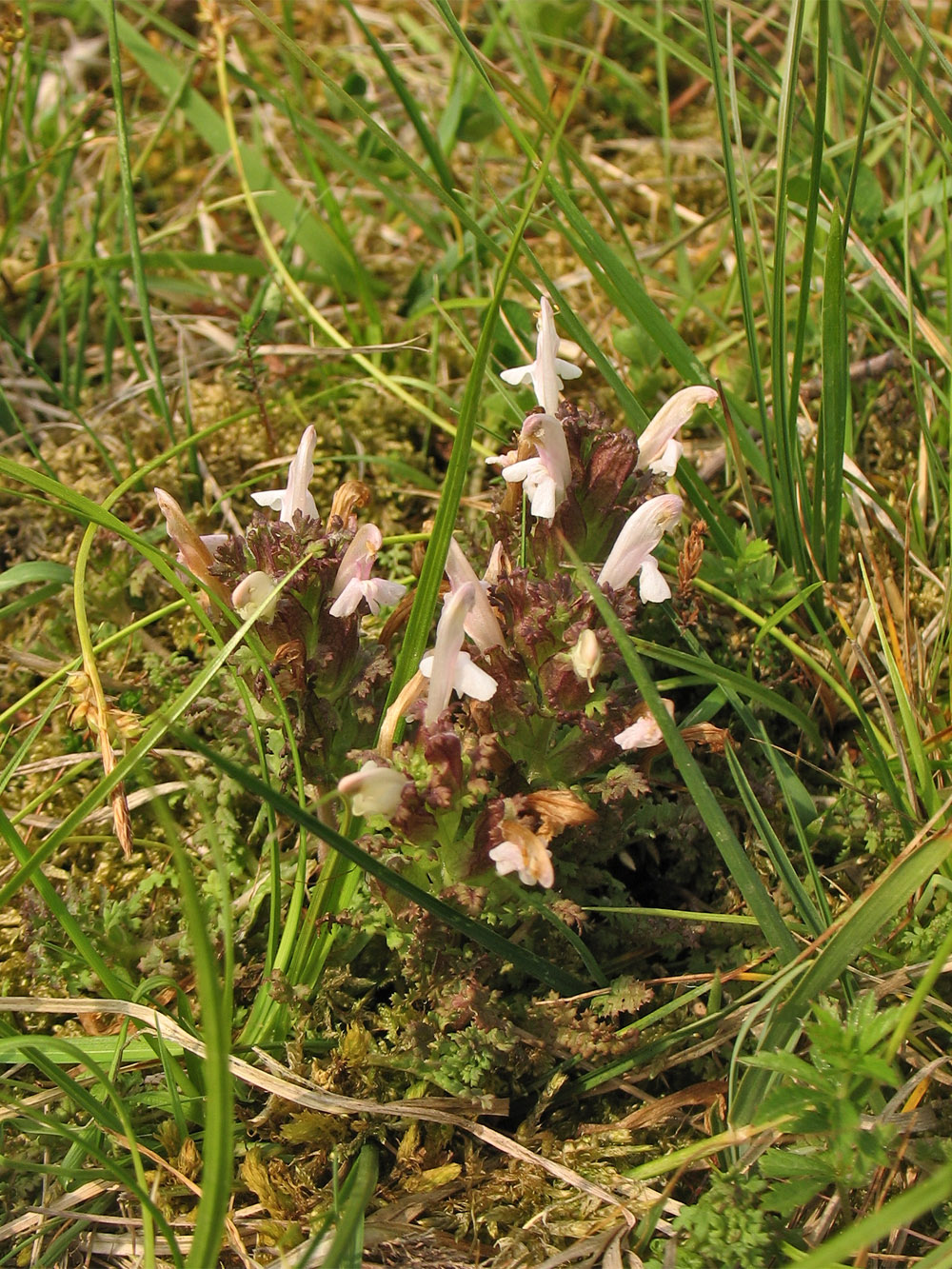 Image of Pedicularis sylvatica specimen.