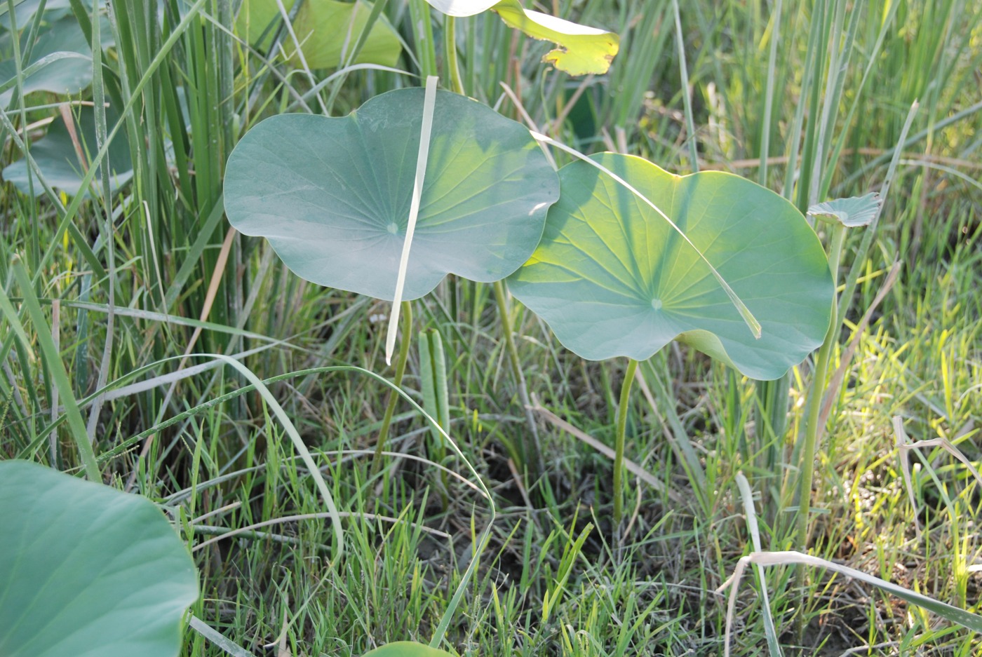 Image of Nelumbo caspica specimen.