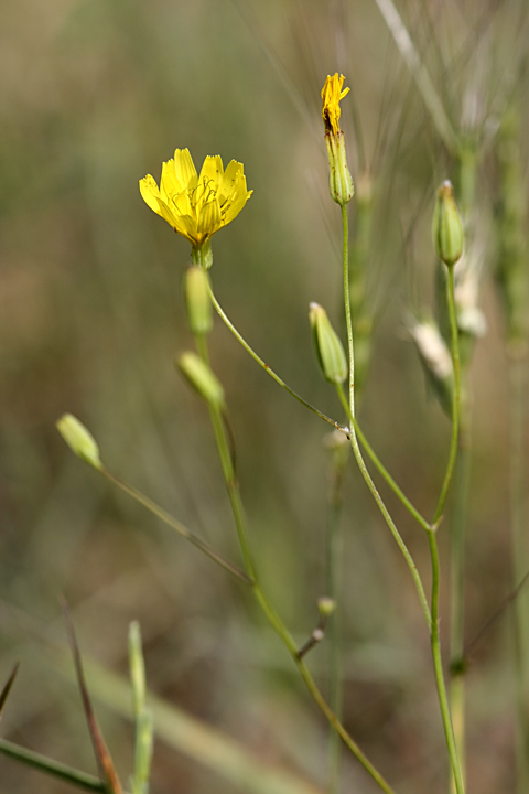 Image of Crepis pulchra ssp. turkestanica specimen.