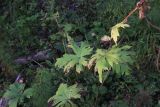 Aconitum septentrionale