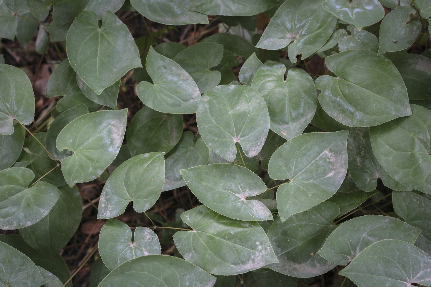 Image of genus Epimedium specimen.