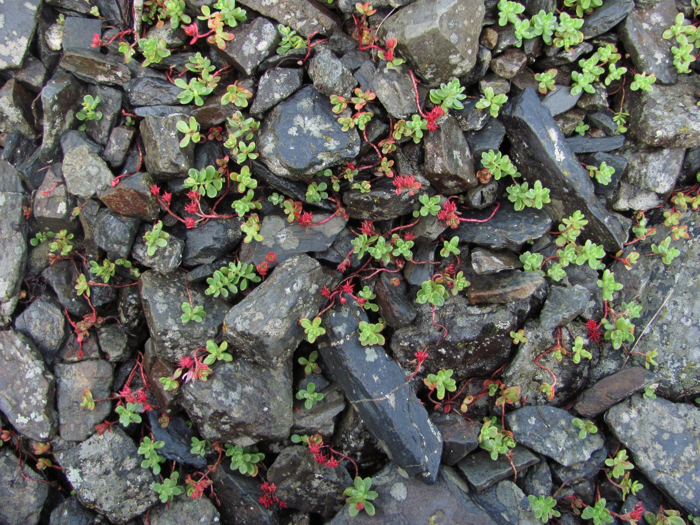 Изображение особи Sedum stevenianum.