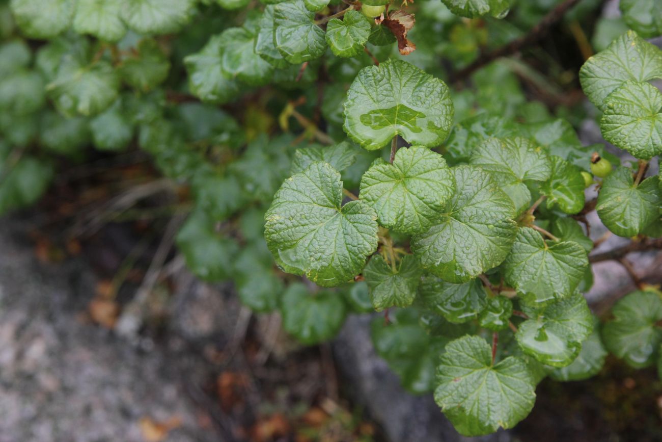 Image of Ribes graveolens specimen.