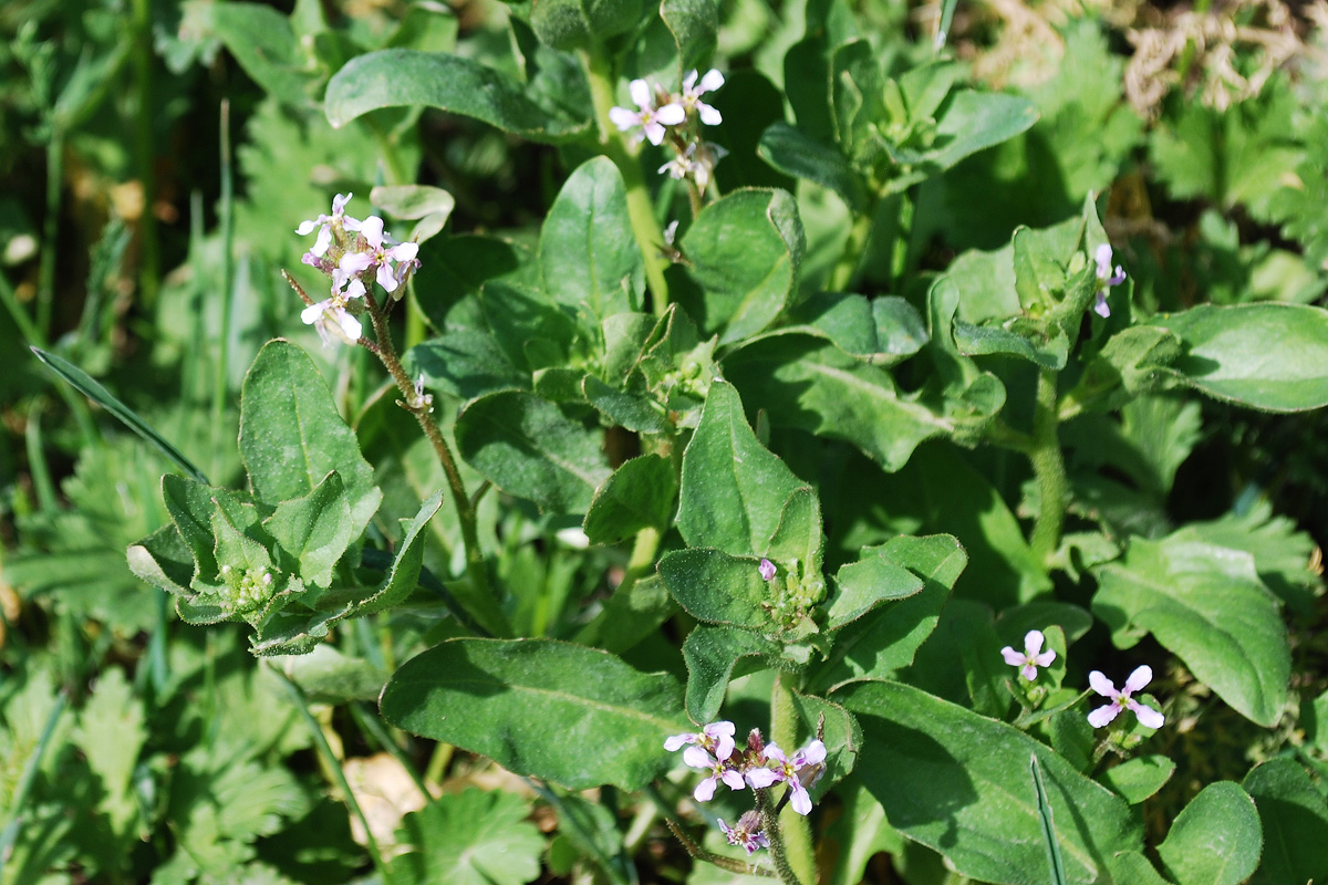 Изображение особи Chorispora tenella.